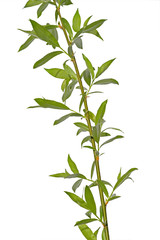young willow branch