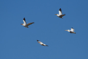 Dalmatian Pelicans (Pelecanus crispus) in flight above Manych lake, Kalmykia, Russia