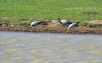 Demoiselle cranes (Anthropoides virgo) drink water in lake, Kalmykia, Russia