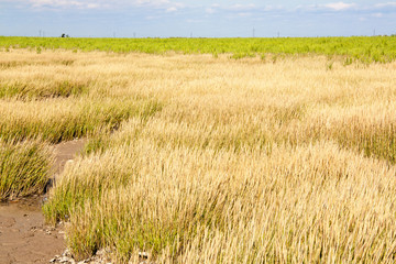 Oyat à Esnandes, Charentes maritimes, Marais poitevin, Poitou Charentes, France