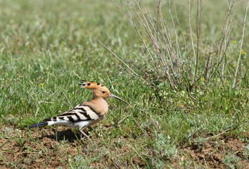 Hoopoe (Upupa epops) in the field, Kalmykia, Russia