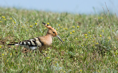 Hoopoe (Upupa epops) in the field, Kalmykia, Russia © Vitaly Ilyasov