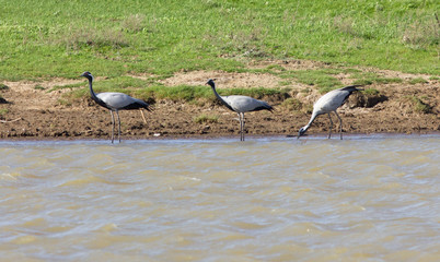 Demoiselle cranes (Anthropoides virgo) drink water in lake, Kalmykia, Russia