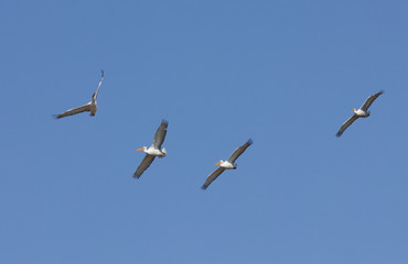 Dalmatian Pelicans (Pelecanus crispus) in flight above Manych lake, Kalmykia, Russia