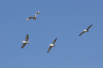 Dalmatian Pelicans (Pelecanus crispus) in flight above Manych lake, Kalmykia, Russia