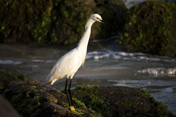 White heron on the beach