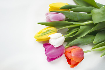 Obraz premium Beautiful blossoming tulip flower. Floral design. Nature background. Spring background with beautiful fresh flowers