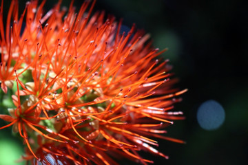 Red Spiky Exotic Flower