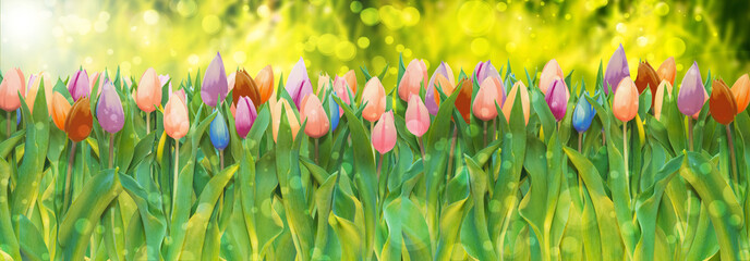 Fototapeta premium bouquet of tulips in various colors on lush green grass meadow background with bokeh and flare