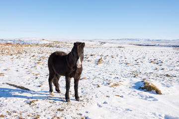 Iceland horses in the snow, winter - March 2017