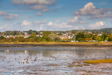 Large flocks of birds arrived for wintering to the banks of the river Exe. Exmouth. Devon. England