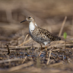 Female ruffled in spring plumage. It stands on a quagmire.