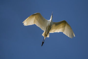 Obraz premium Great white heron in flight. On a clear blue sky.