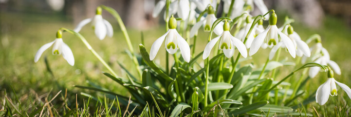 Schneeglöckchen im Garten, Banner mit Textfreiraum