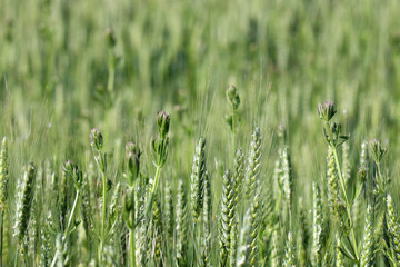 green wheat field spring season