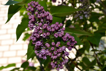 Lilac blossom