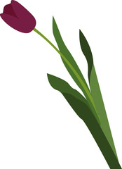 Vector tulip isolated on white background