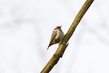 Nuthatch