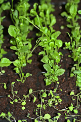 Lobelia erinus seedlings