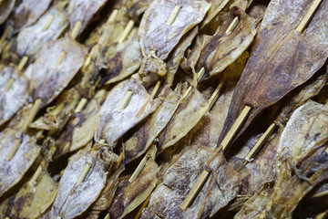 dry squid in row.Traditional squids drying in Grilled squid in Thailand market