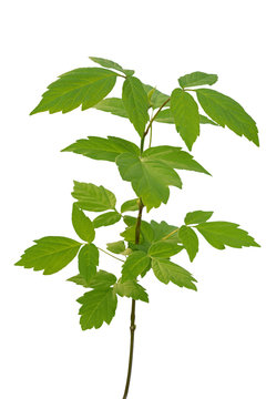 ash-leaved maple sapling