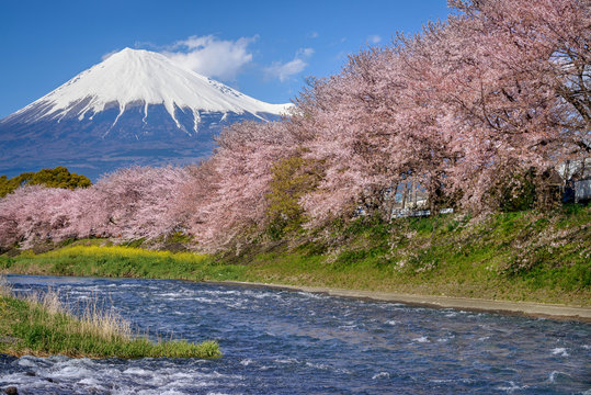 富士山と桜