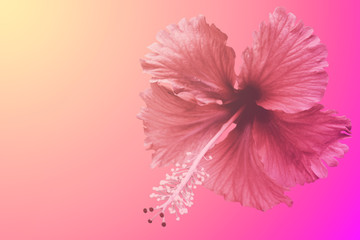 Double exposure of Hibiscus flower with sweet background