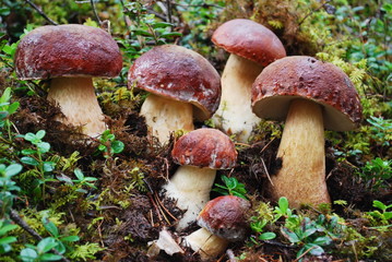Mushrooms in the forest.	