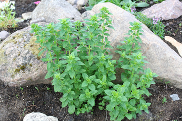 Origanum vulgare (oregano) young plant