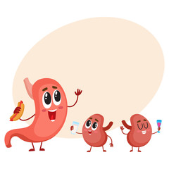 Cute and funny, smiling human stomach and kidney characters, digestive organs, cartoon vector illustration with place for text. Healthy human stomach and kidney characters, digestive system