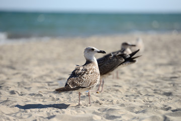 Seagulls sitting on the beach, searching for food. Selective focus.