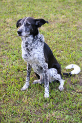 Cute black and white dog sitting