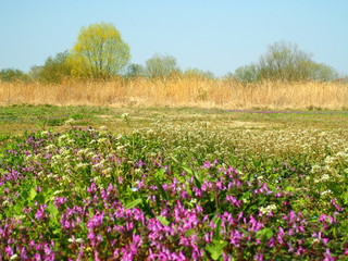 春の野原