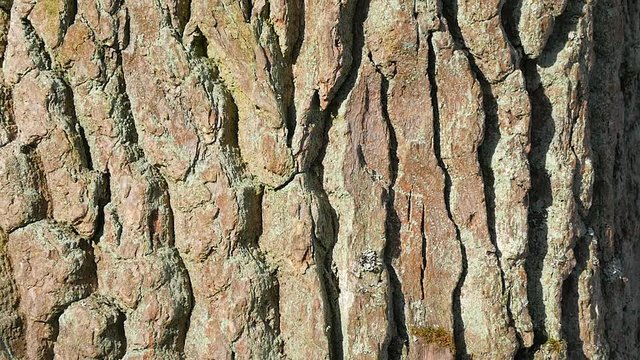 Bark of a tree macro. Background