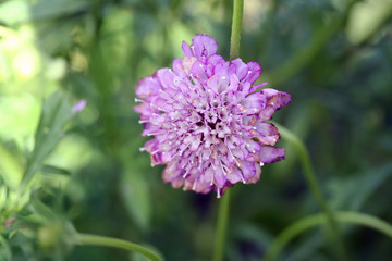 Scabiosa (pincushion flower)