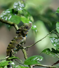 Chameleon in tree branches in the rainforest in Mulu, Sarawak, Borneo