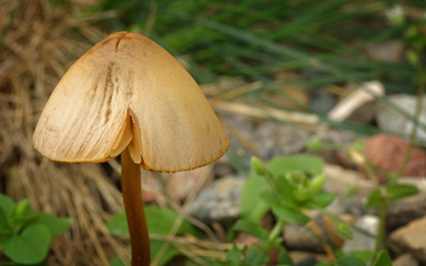 Mushroom