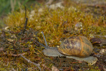 Schnecke im Moos