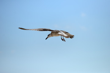 Seagull flying in the clear blue sky with wings spread over the sea. Freedom concept