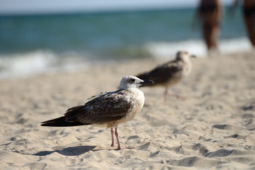 Seagulls sitting on the beach in the summer. Selective focus.