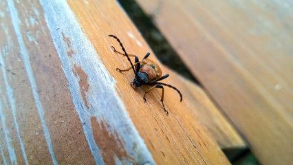 Bug on the tree