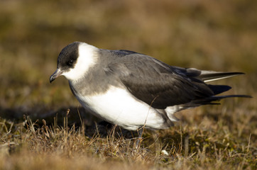 Labbe parasite,.Stercorarius parasiticus, Parasitic Jaeger, Spitzberg, Norvege