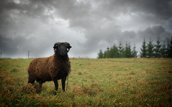 Angry Sheep On Grass