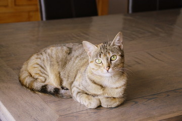 jeune chat européen couché sur la table du salon