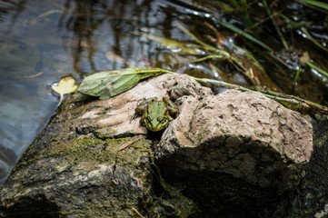 Frog