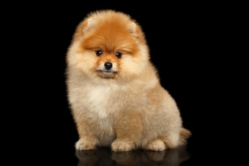 Groomed miniature Pomeranian Spitz puppy Sitting on black isolated background, front view