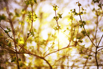 toned background spring tree branches with young leaves sun glare blur bokeh