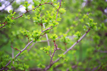 young green leaves spring background