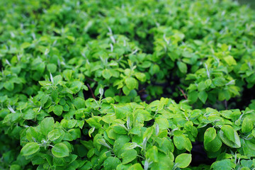 young green leaves spring background