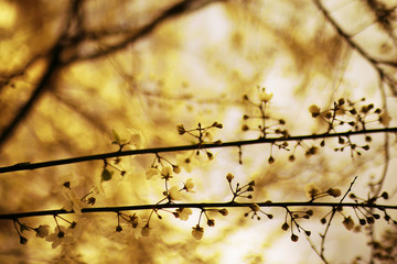 Fototapeta na wymiar toned background spring tree branches with young leaves sun glare blur bokeh